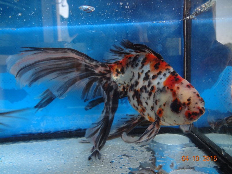 Calico fantail deals goldfish
